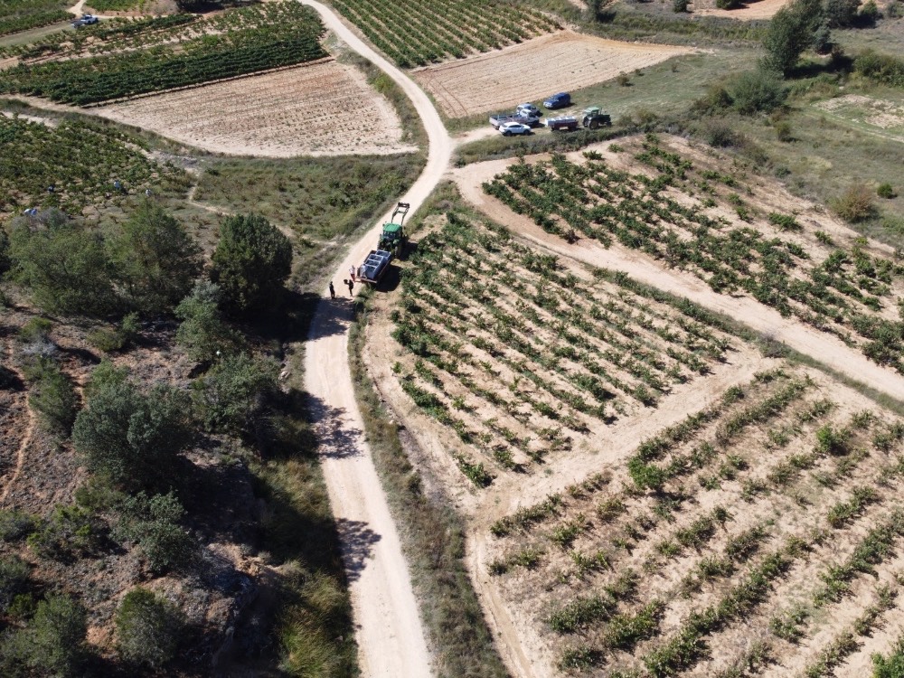 Vendimia MUNAG en Caleruega, imagen 3