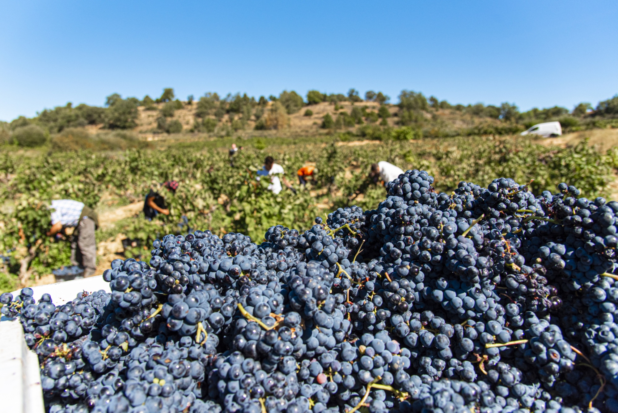 Tempranillo recién vendimiado